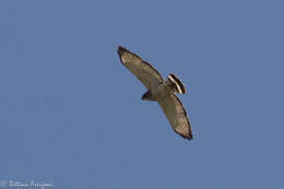 Image of Broad-winged Hawk