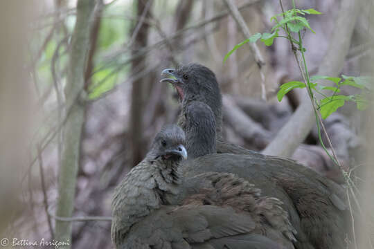 Image of Plain Chachalaca