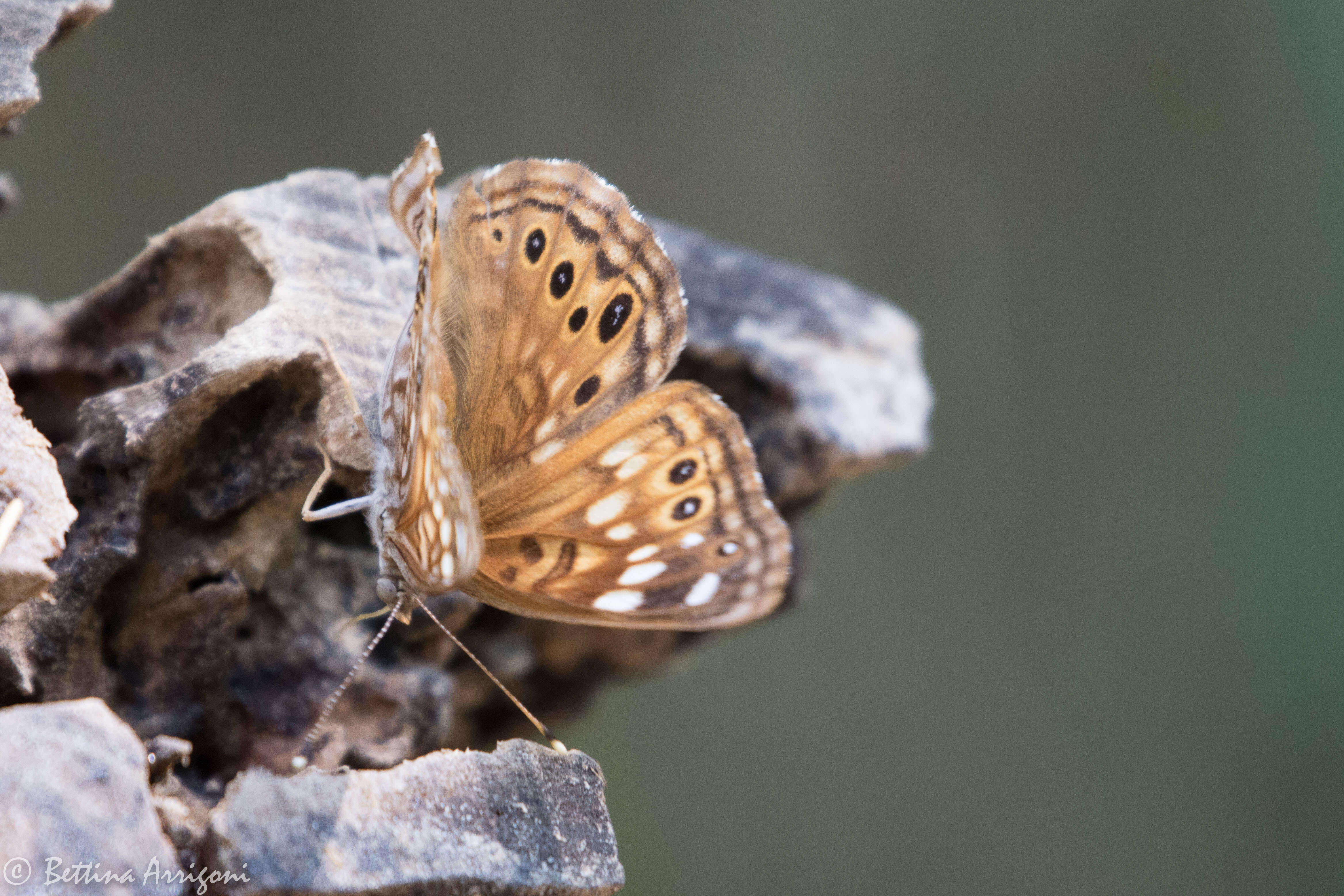 Image of Hackberry Emperor