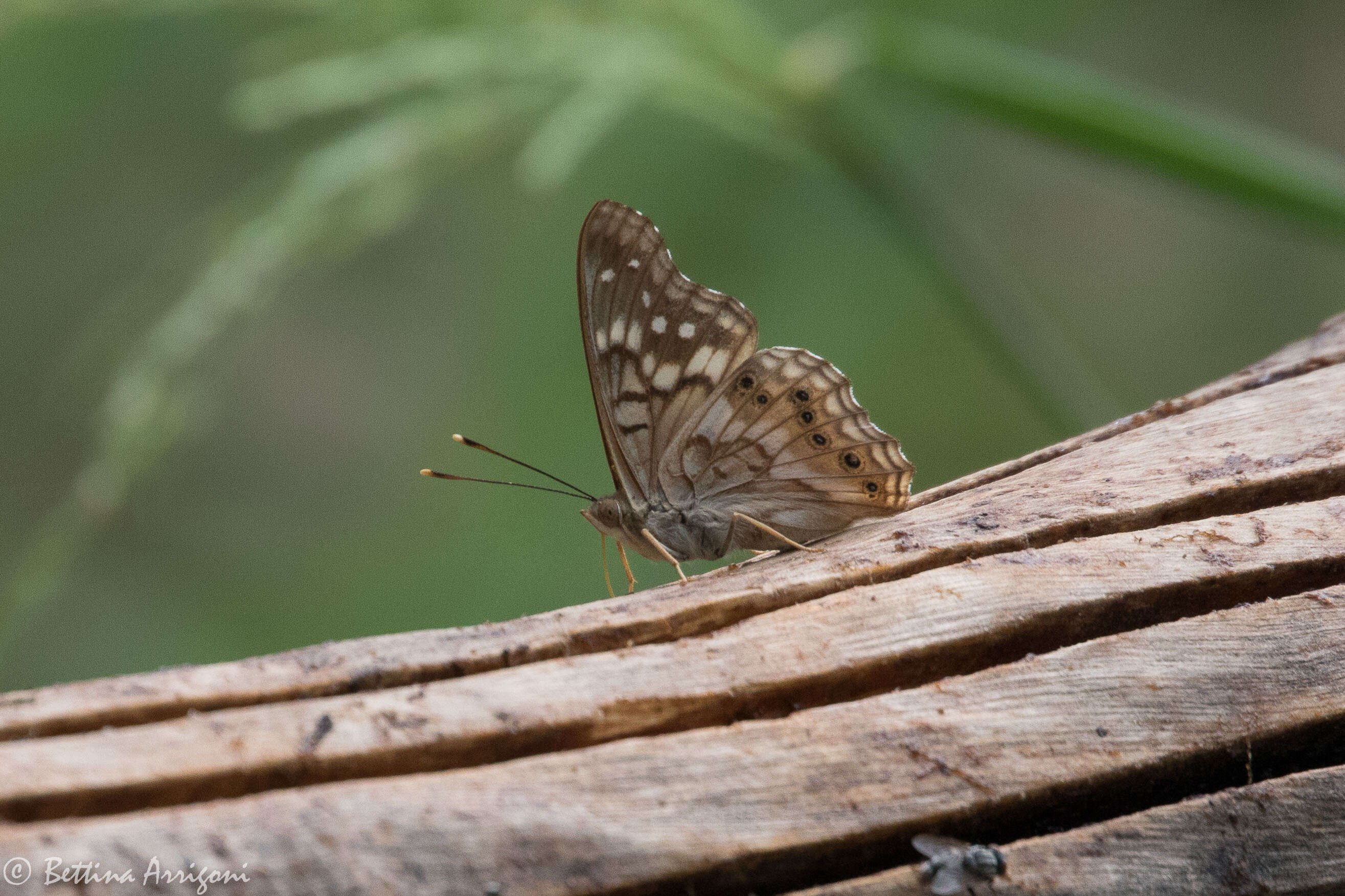 Image of Hackberry Emperor