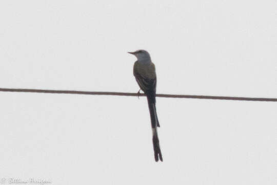 Image of Scissor-tailed Flycatcher