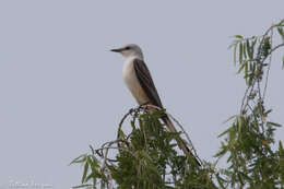 Image of Scissor-tailed Flycatcher