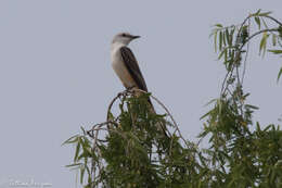 Image of Scissor-tailed Flycatcher