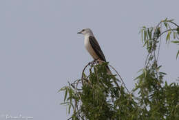 Image of Scissor-tailed Flycatcher