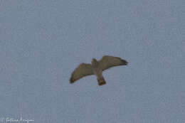 Image of Broad-winged Hawk