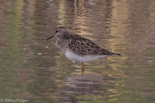 Image of Pectoral Sandpiper