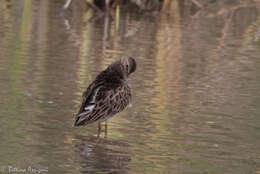 Image of Pectoral Sandpiper