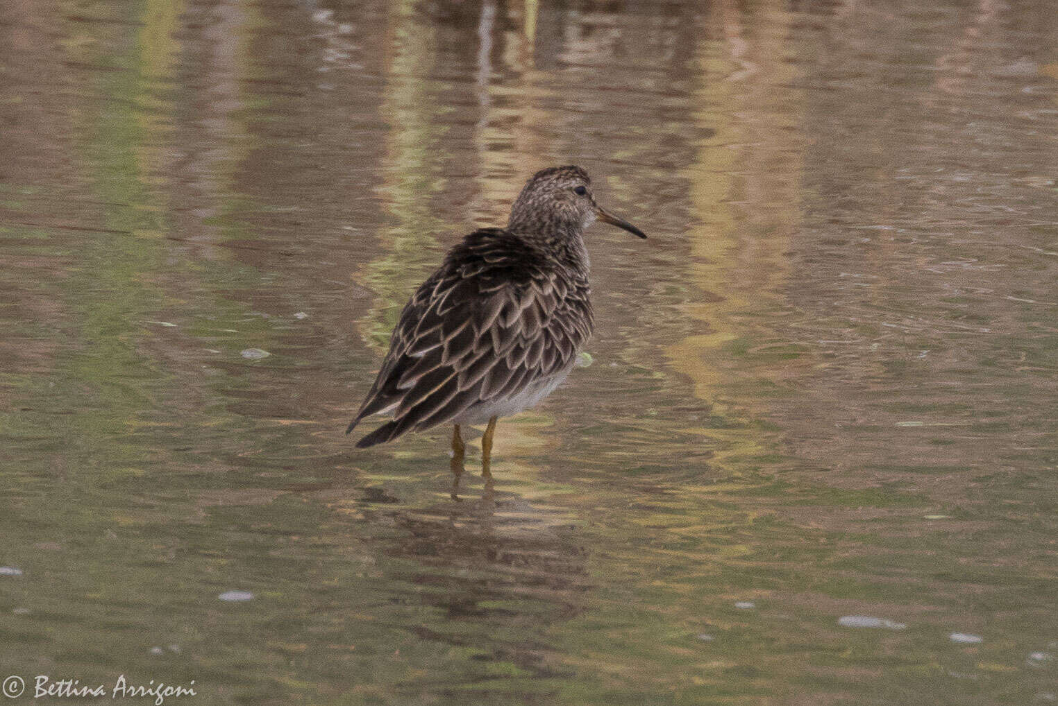 Image of Pectoral Sandpiper