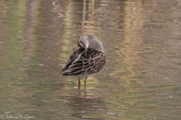 Image of Pectoral Sandpiper