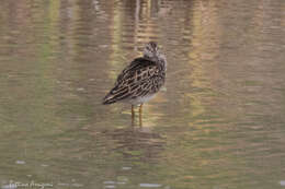 Image of Pectoral Sandpiper