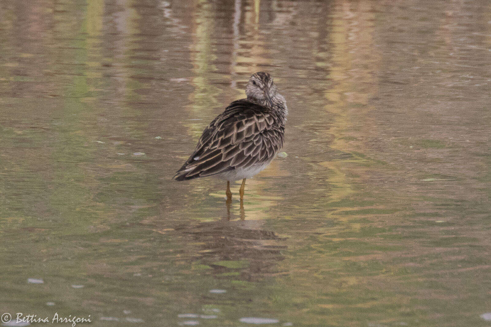 Image of Pectoral Sandpiper