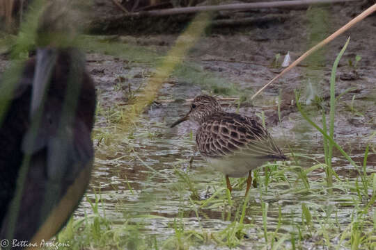 Image of Pectoral Sandpiper