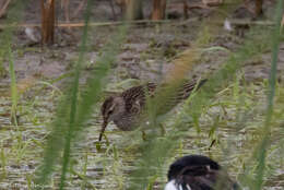 Image of Pectoral Sandpiper