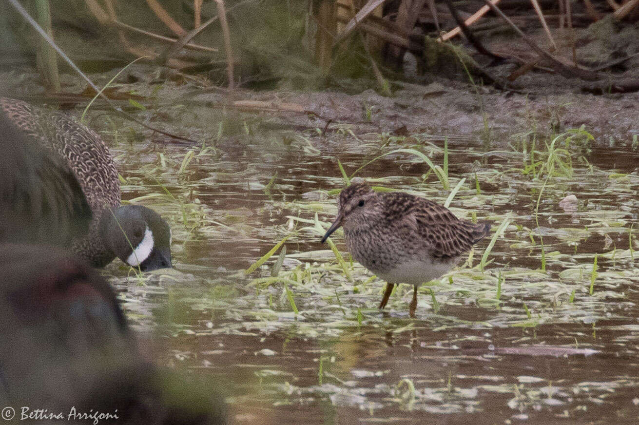 Image of Pectoral Sandpiper