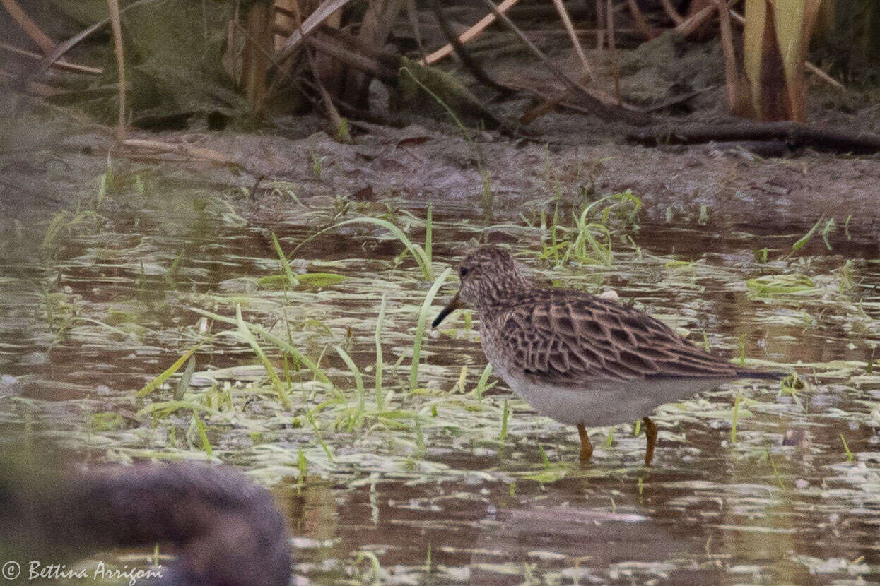 Image of Pectoral Sandpiper