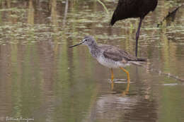 Image of Greater Yellowlegs