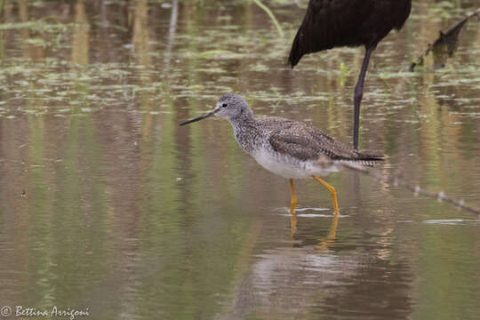 Image of Greater Yellowlegs