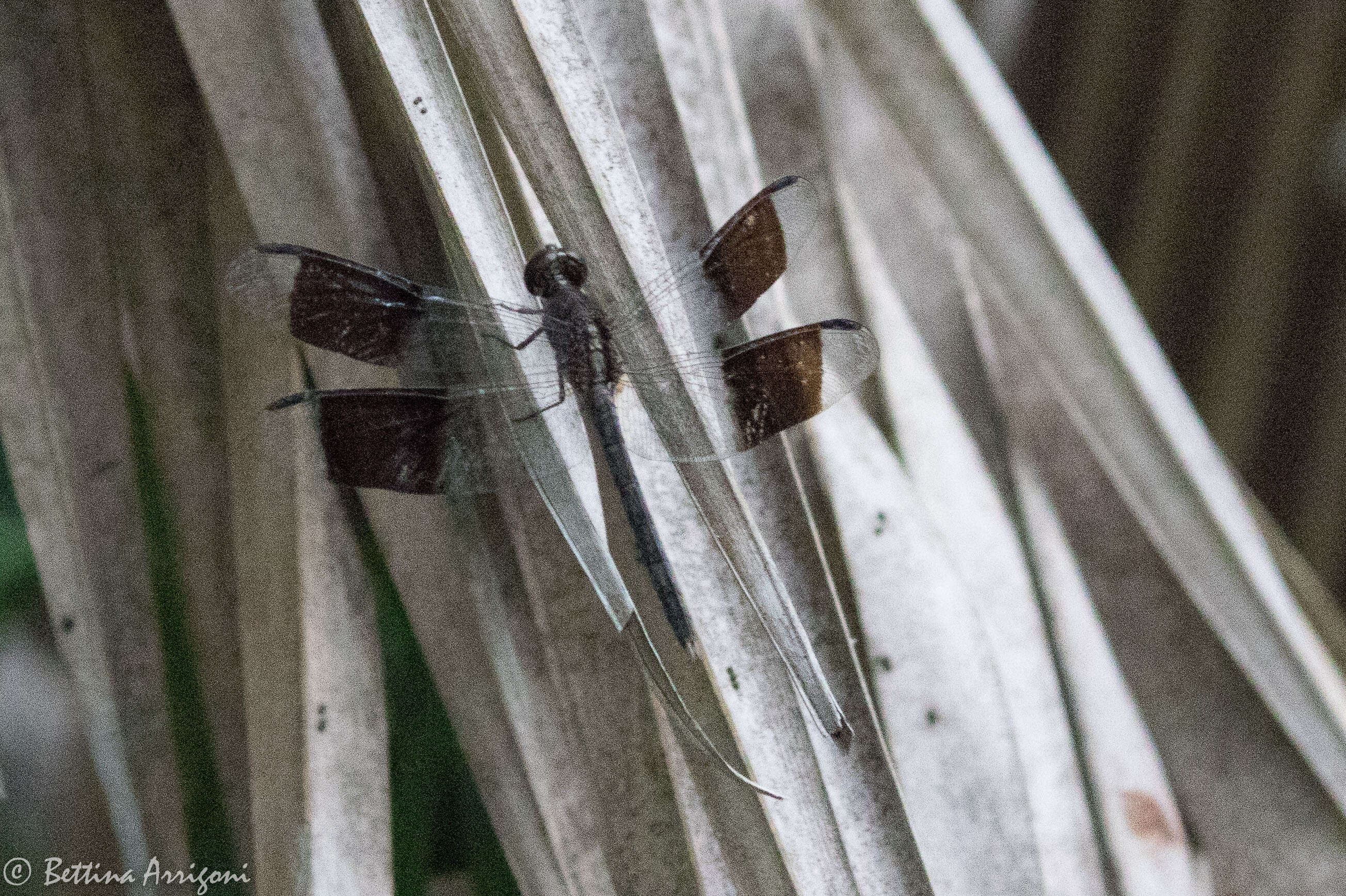 Sivun Erythrodiplax umbrata (Linnaeus 1758) kuva