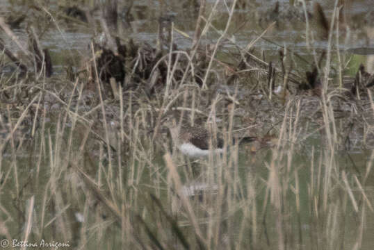 Image of Solitary Sandpiper