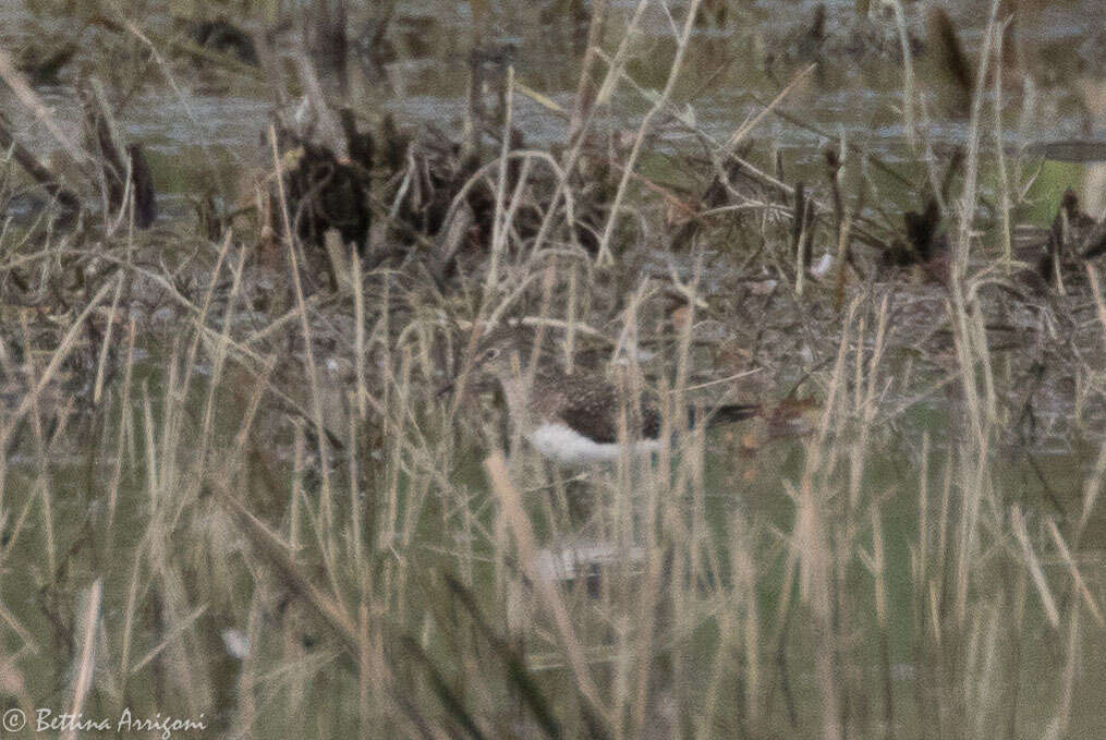 Image of Solitary Sandpiper