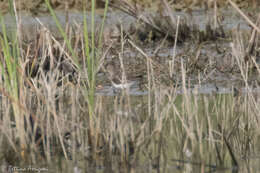 Image of Solitary Sandpiper