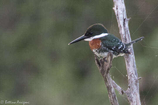 Image of Green Kingfisher