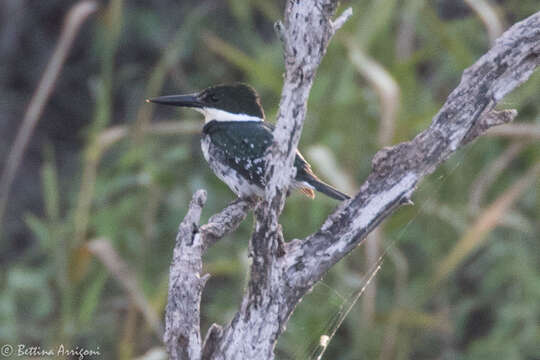 Image of Green Kingfisher