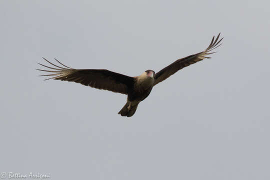 Image of Caracara Merrem 1826