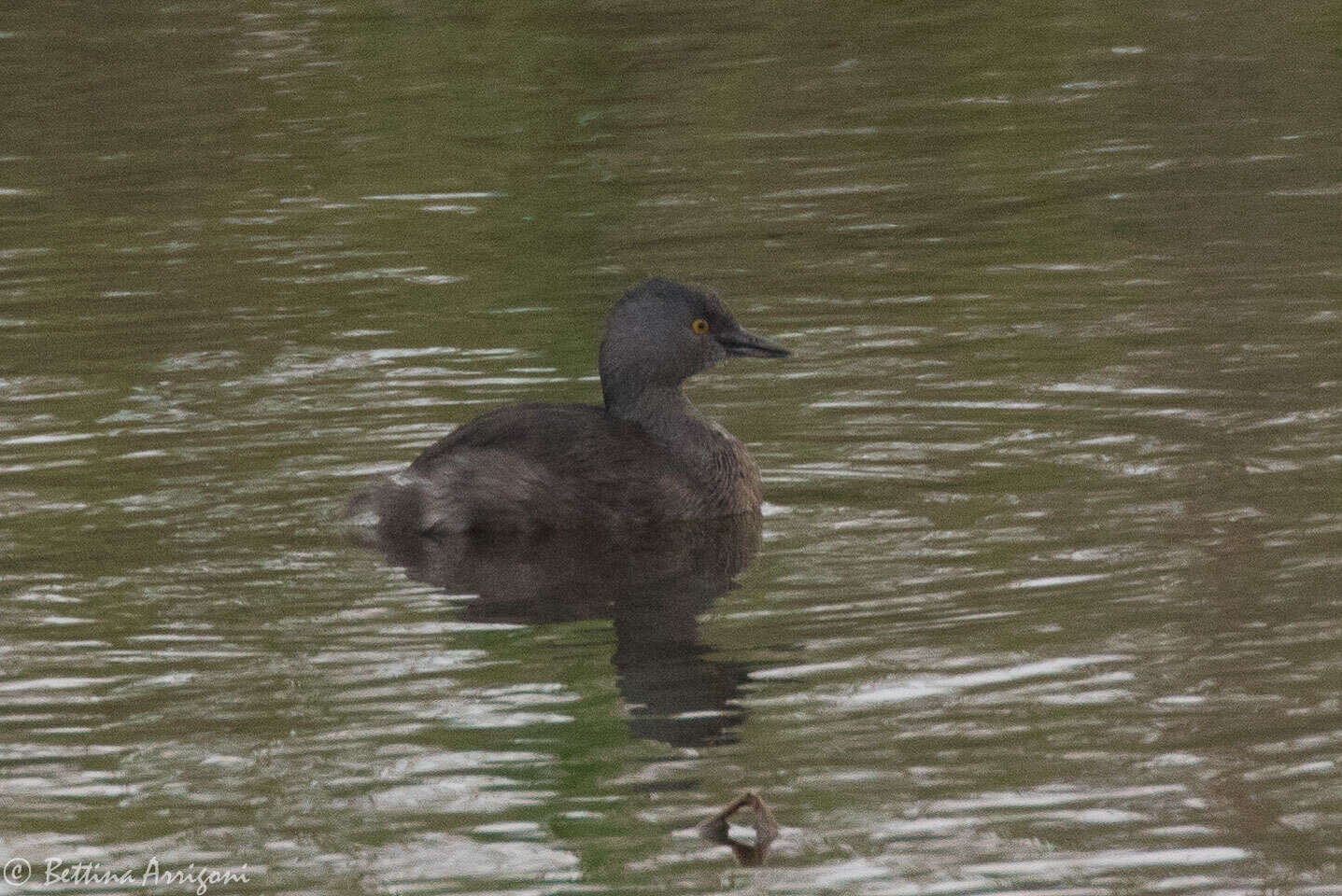 Imagem de Tachybaptus dominicus (Linnaeus 1766)