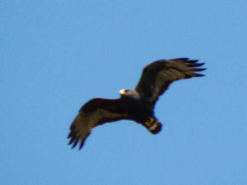 Image of Zone-tailed Hawk