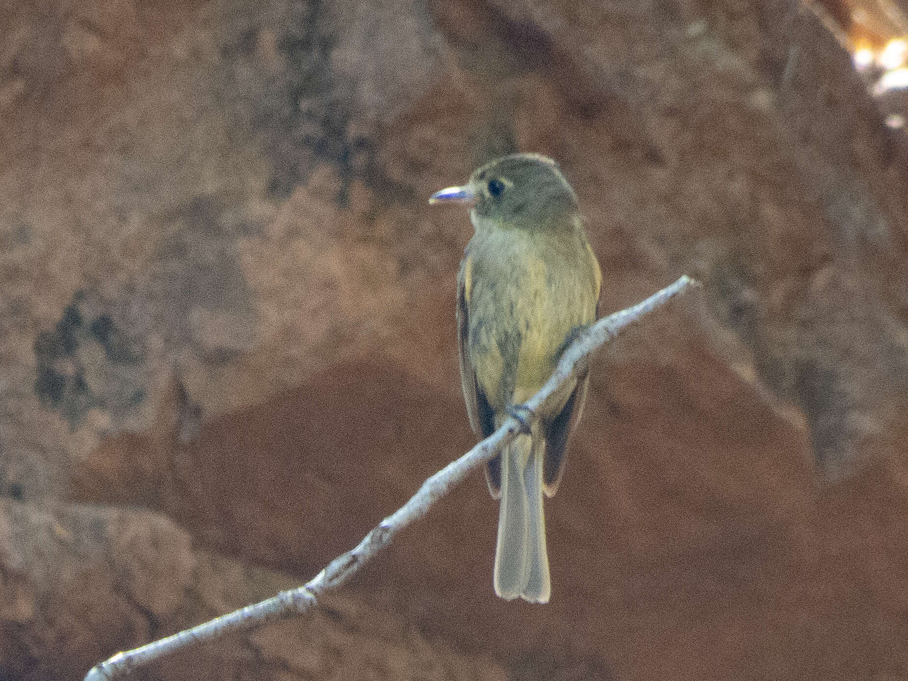 Image of Cordilleran Flycatcher