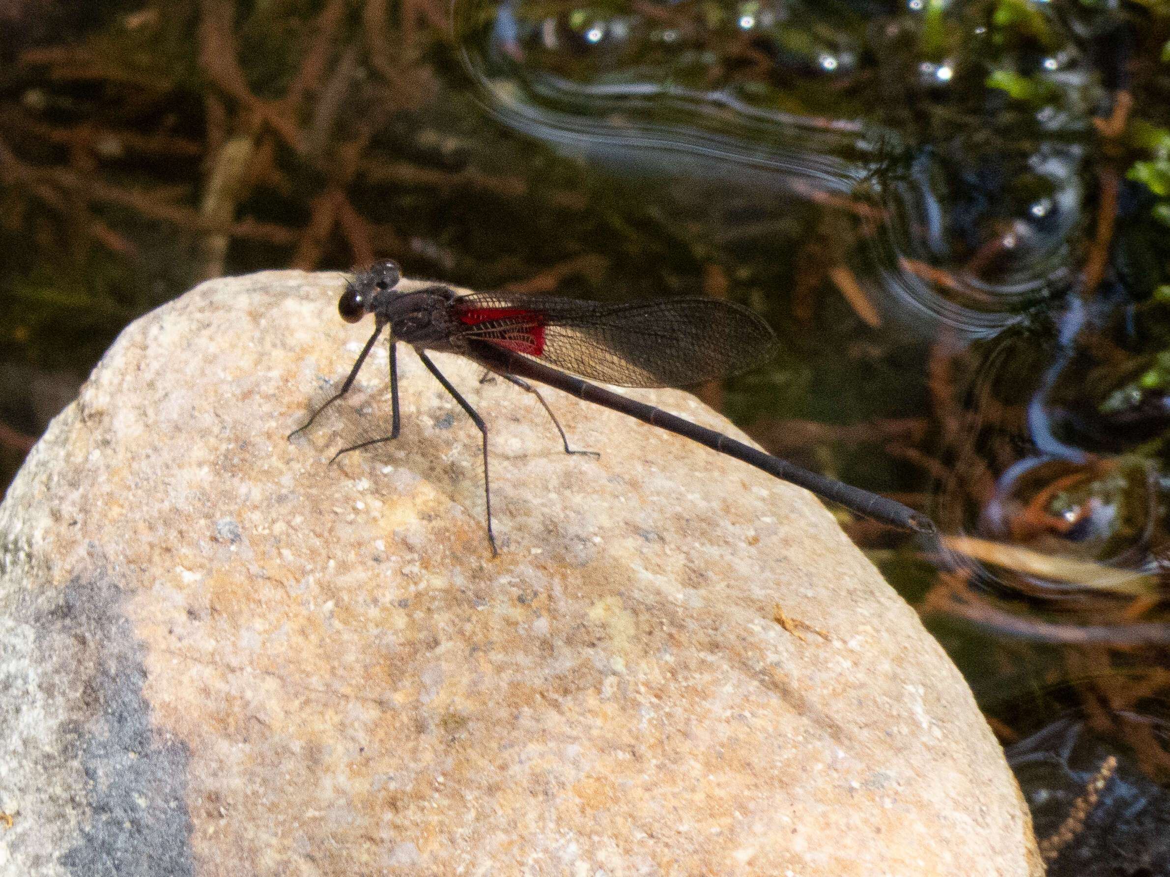 Image of American Rubyspot