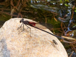 Image of American Rubyspot