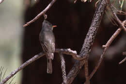 Image of Greater Pewee