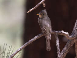 Image of Greater Pewee