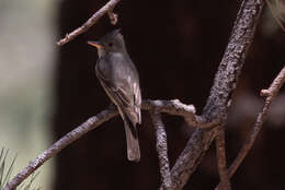 Image of Greater Pewee