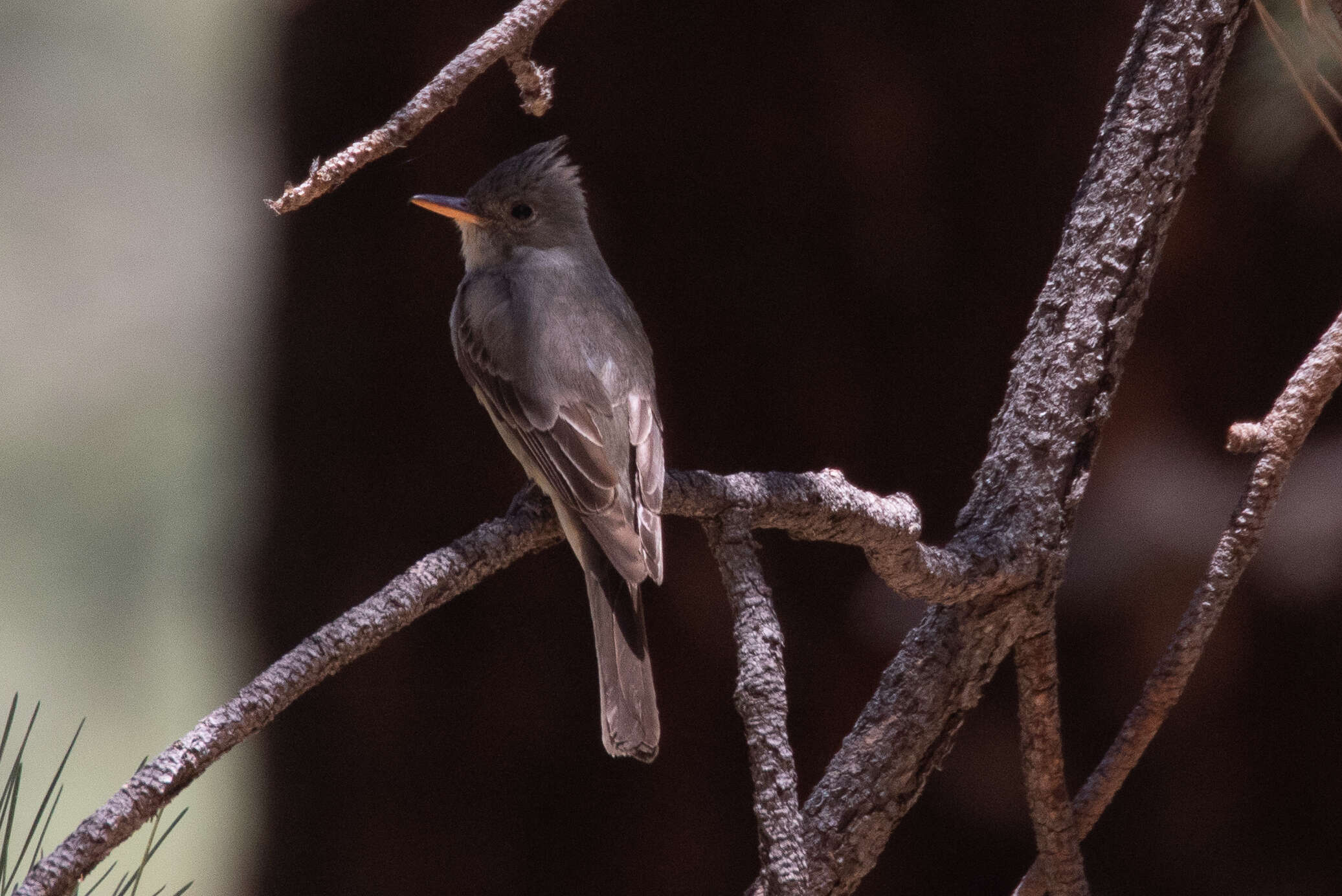 Image of Greater Pewee