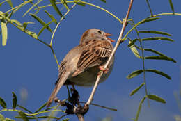 Image of Field Sparrow