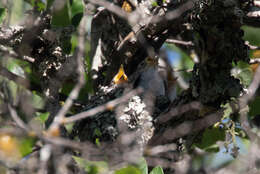 Image of gnatcatchers