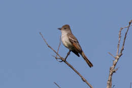 Image of Ash-throated Flycatcher