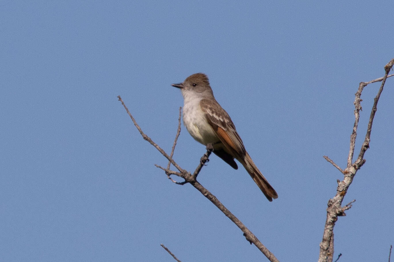 Image of Ash-throated Flycatcher