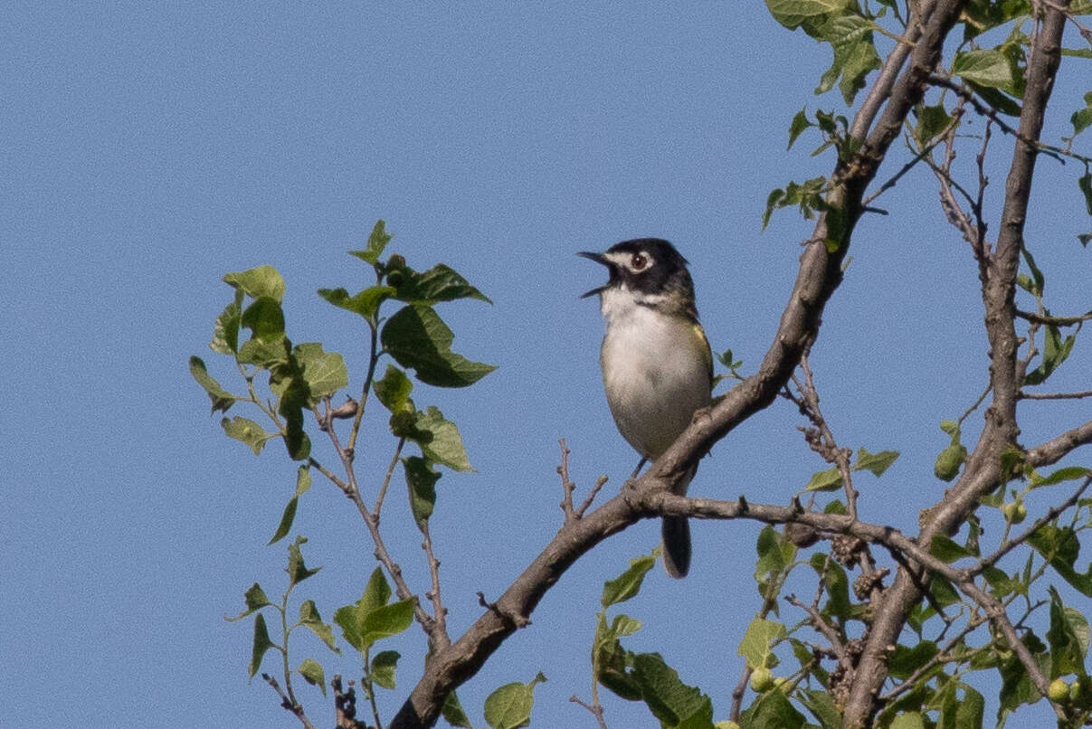 Image of Black-capped Vireo