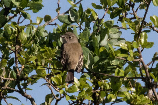 Image of Least Flycatcher