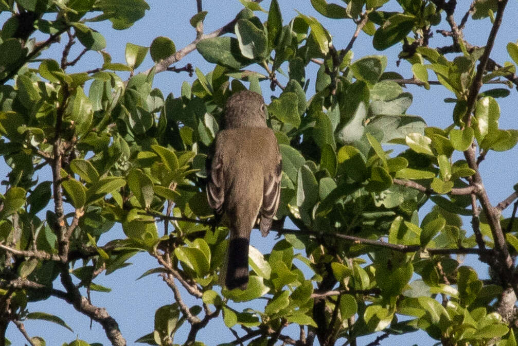 Image of Least Flycatcher