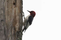 Image of Red-headed Woodpecker