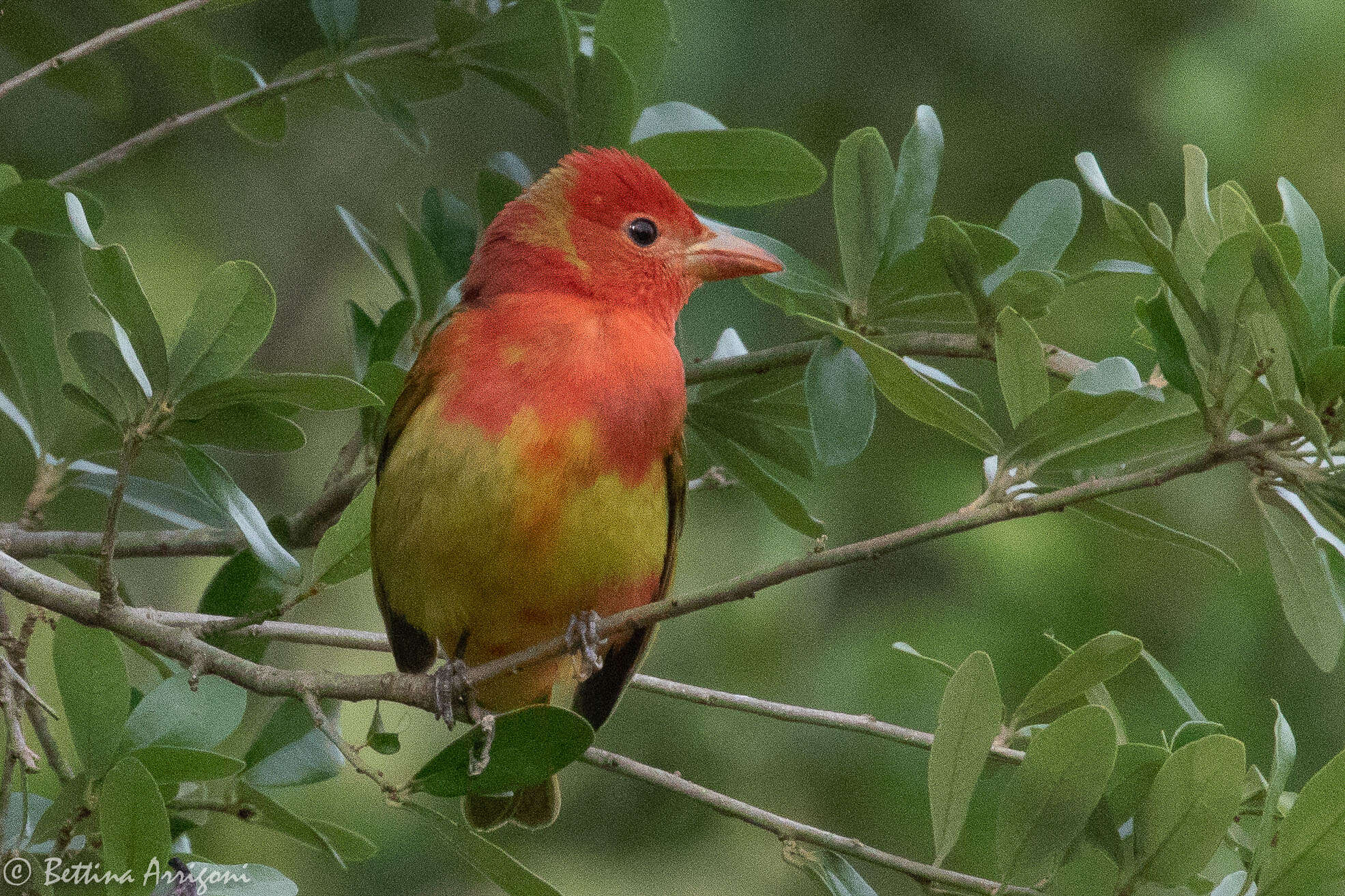 Imagem de Sanhaçu-vermelho