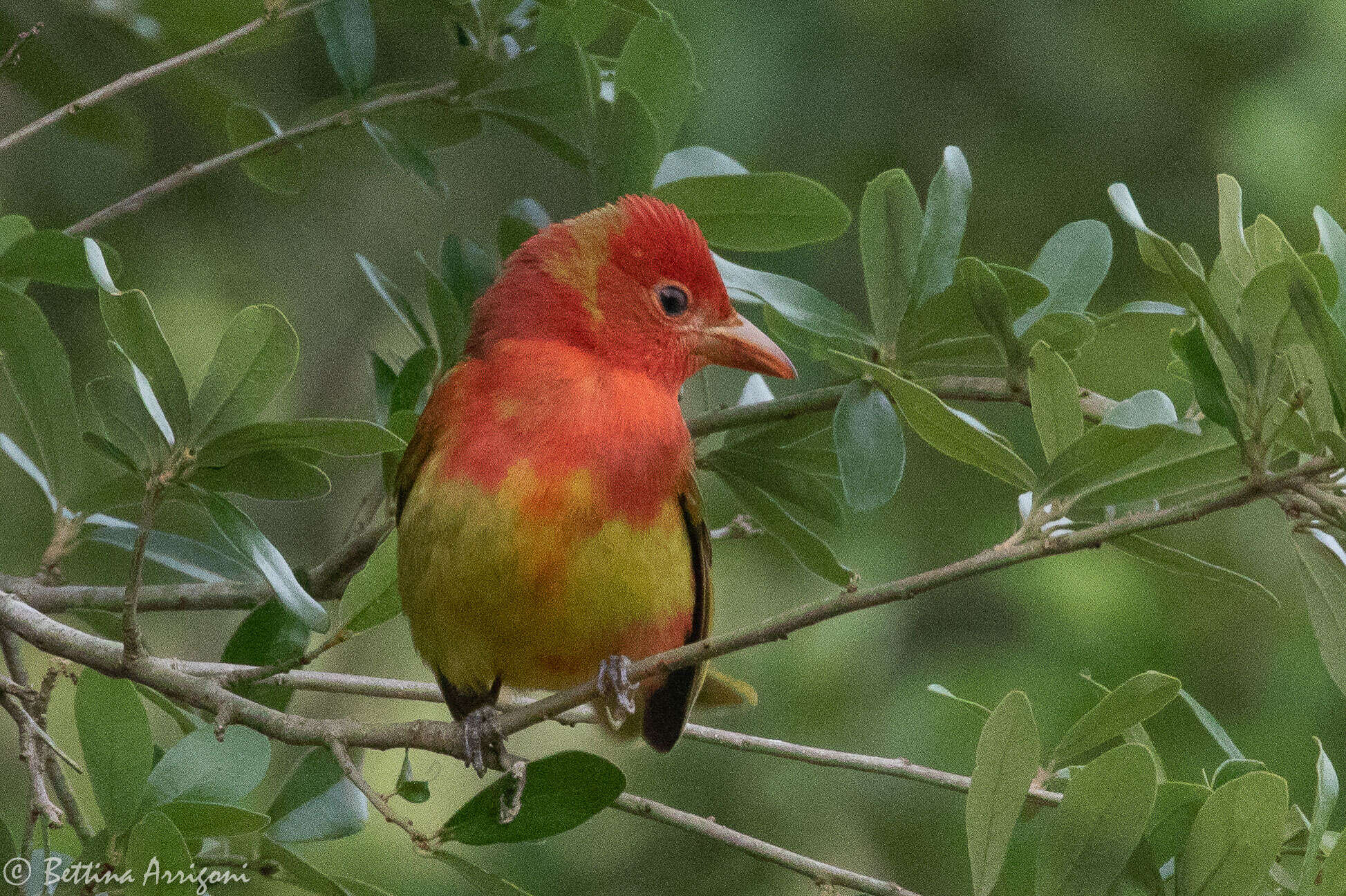 Image of Summer Tanager