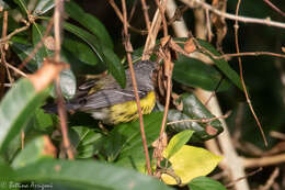 Image of Magnolia Warbler