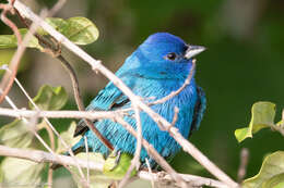 Image of Indigo Bunting