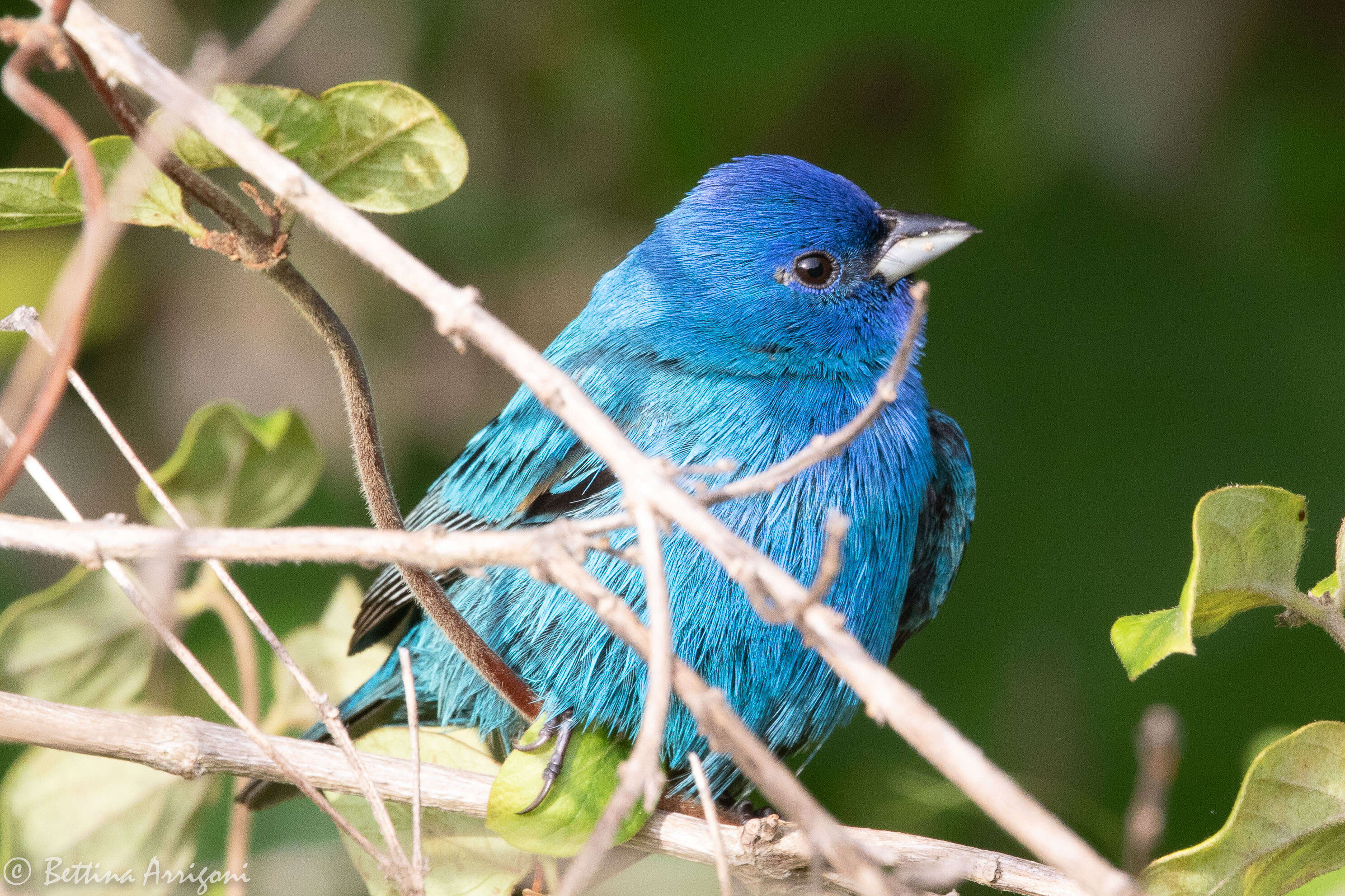 Image of Indigo Bunting